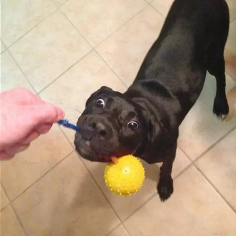 Rubber Interactive Training Dog