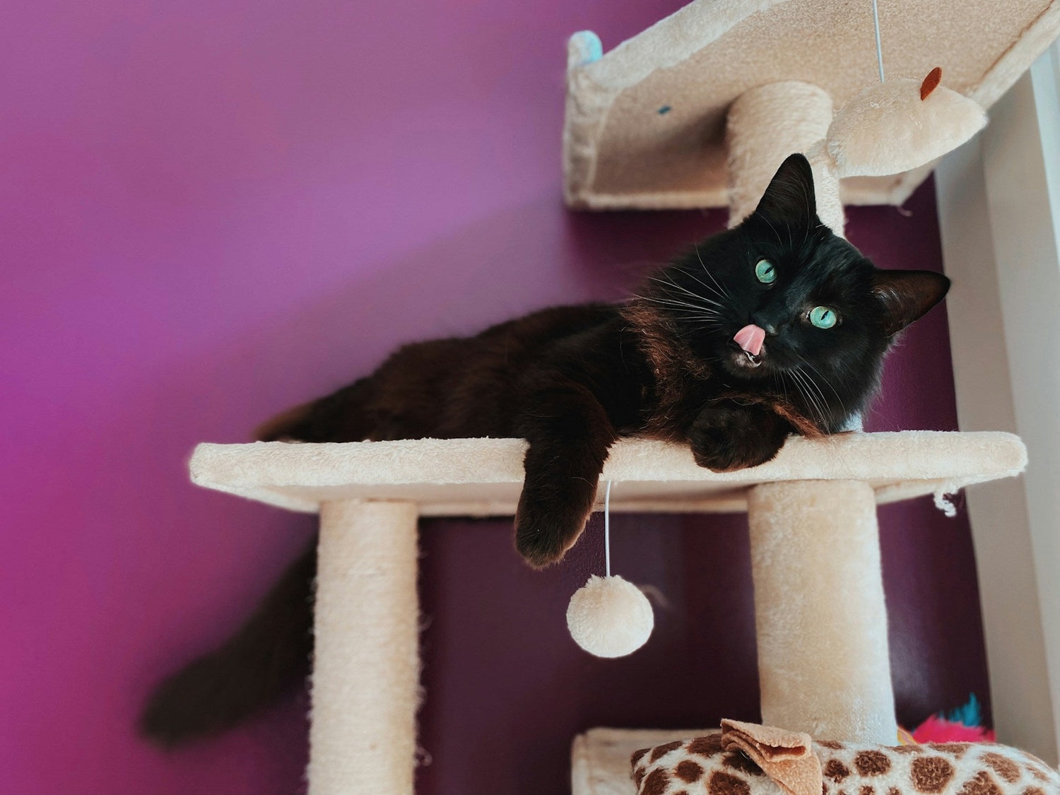 Cat Trees & Toys